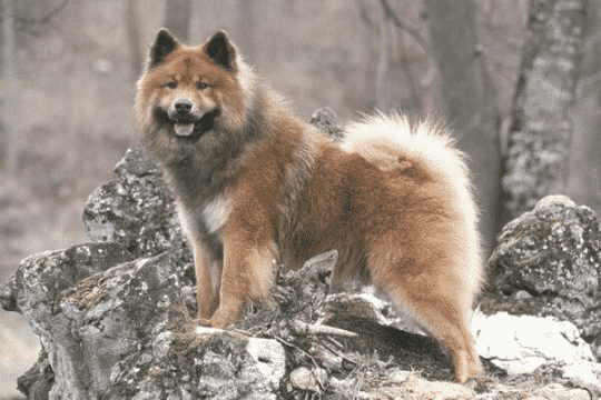 eurasier perro