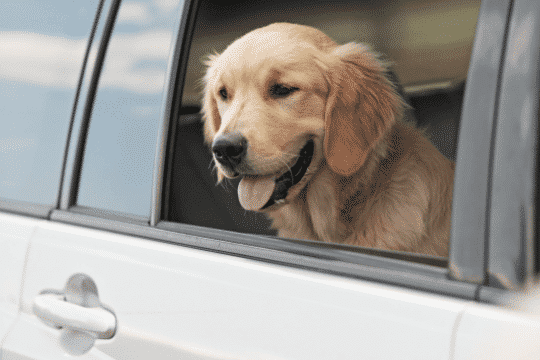 Cinturón de seguridad de coche para perro