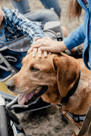 terapia asistida con animales