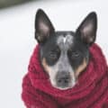 invierno ropa para perros