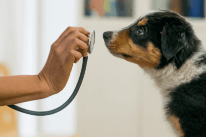 Parvovirus en perros