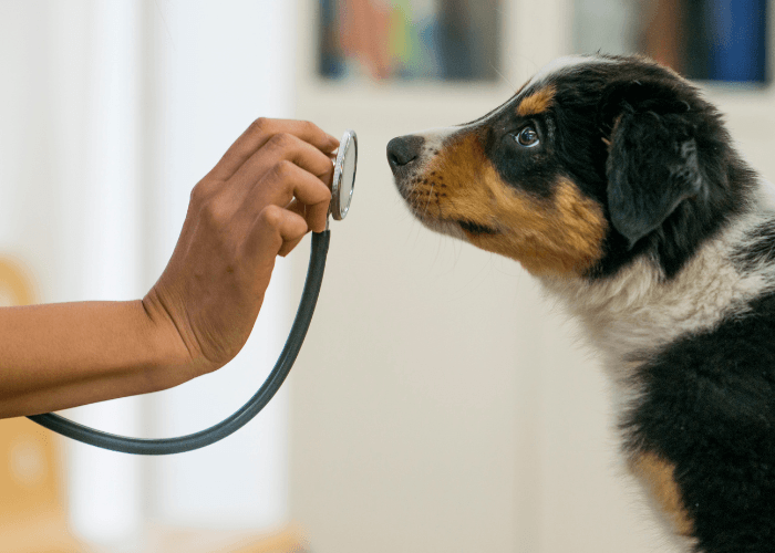 Parvovirus en perros