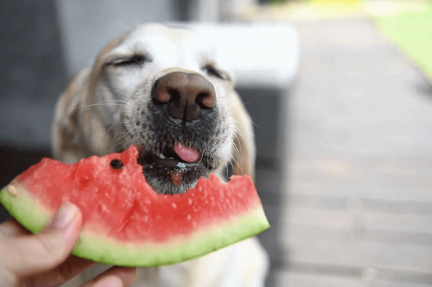 es buena la sandía para los perros