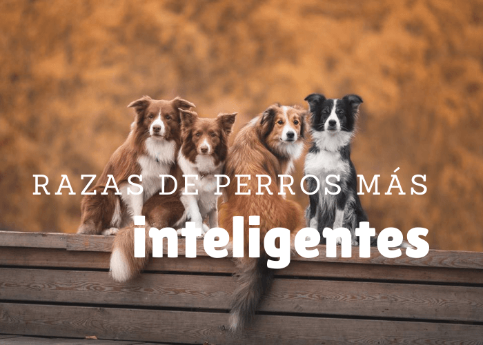 cual es la raza de perro más inteligente