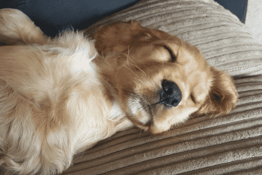 Posturas de perros al dormir