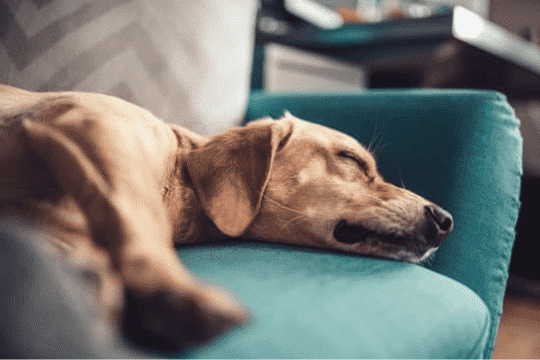 por que los perros lloran cuando duermen