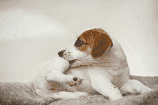 Perth Blackborough neumonía postre Tos de las perreras | Blog de perros | mimejoramigoyyo.com