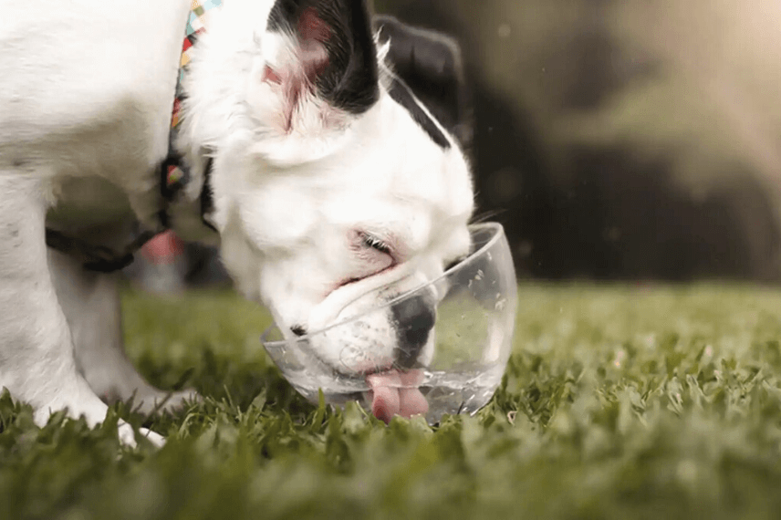 como refrescar a tu perro