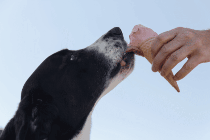 los perros pueden comer helados