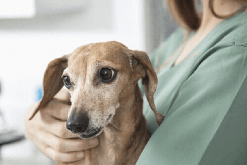 sarcoma en perros