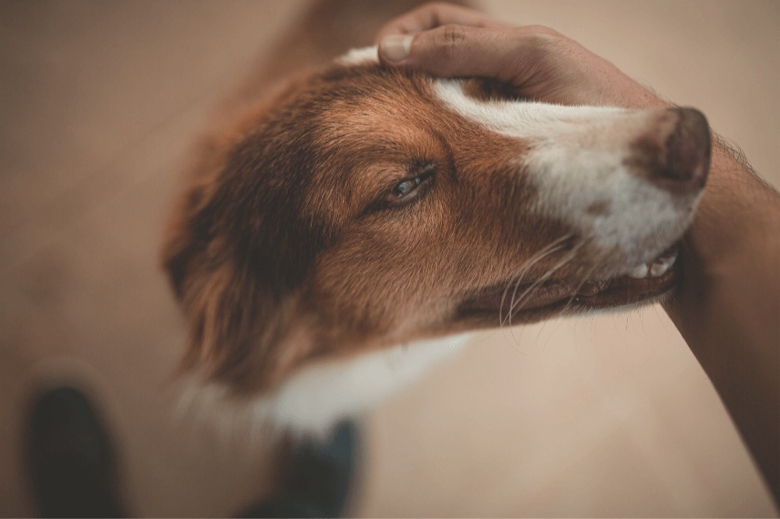 enfermedades raras en perros