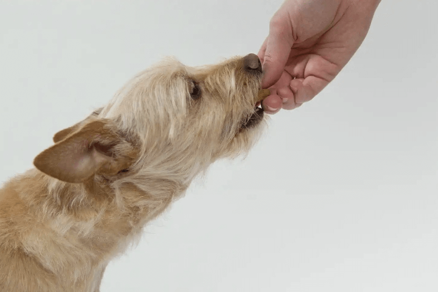 los perros pueden comer anacardos