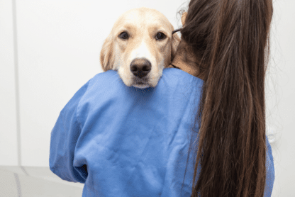 miositis en perros