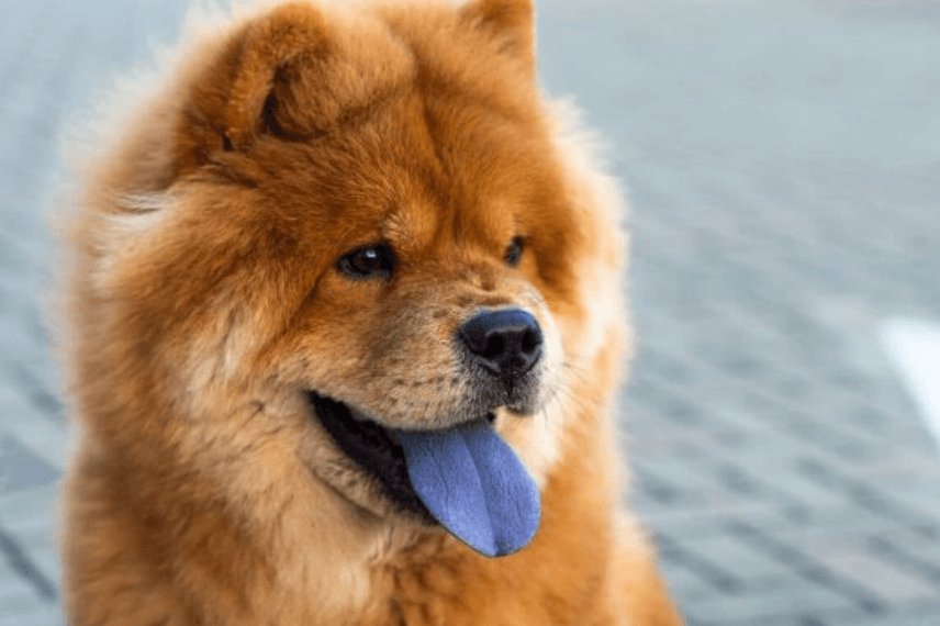 Perros con lengua azul