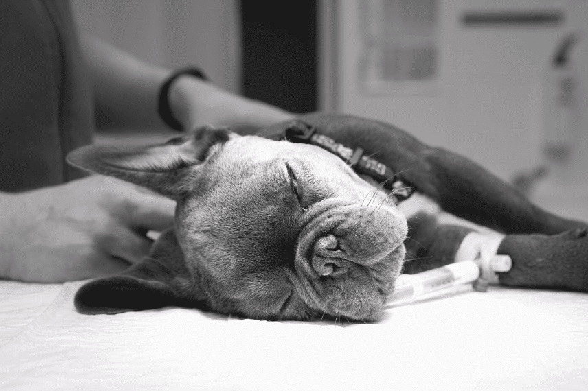 diferencia entre sedación y anestesia en perros