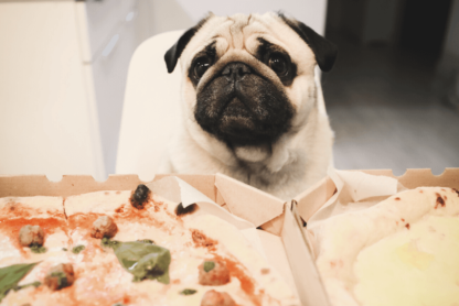 los perros pueden comer pizza