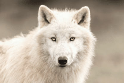 Perros que parecen lobos