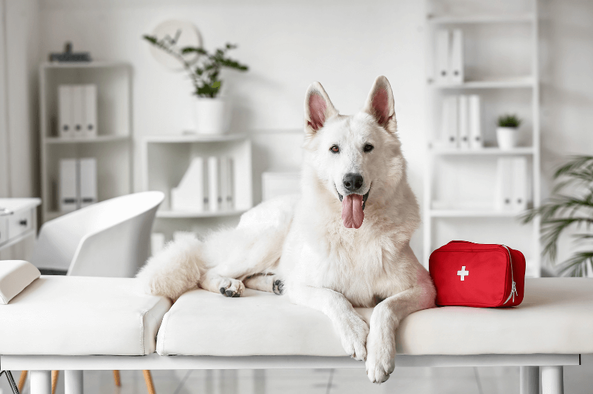 botiquin para perros