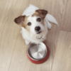 Dieta astringente para perros