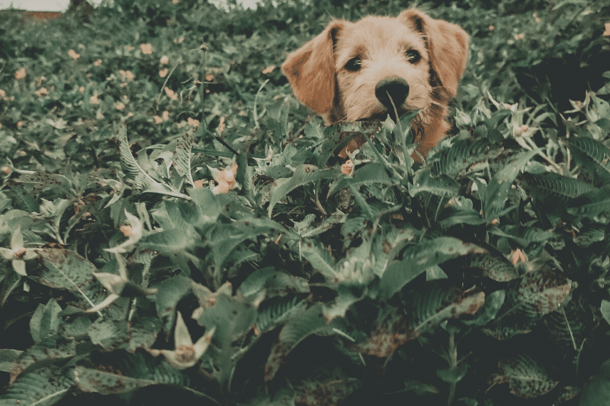 Plantas tóxicas para perros